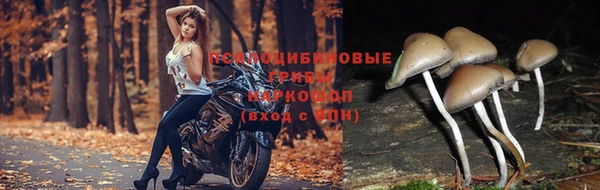 Альфа ПВП Медвежьегорск